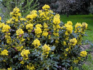 Acebo de Mahonia en el diseño del paisaje: foto de un seto.