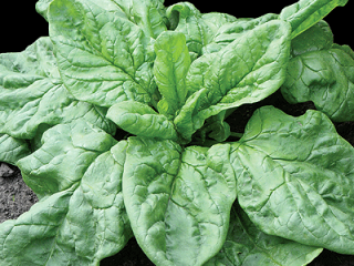 Garden spinach: beneficial properties, cultivation