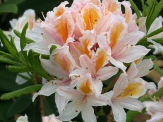 Rhododendron: frost-resistant varieties with photos