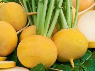أصناف اللفت مع الصور والأوصاف