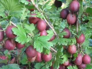 Gooseberry Cooperator: charakteristika a popis odrody