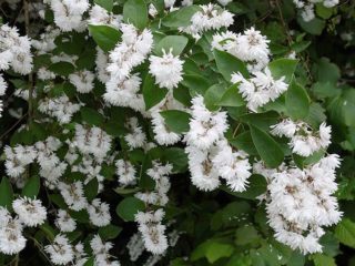 Deutzia scabra: výsadba a starostlivosť, foto