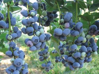 Čučoriedky: najlepšie odrody pre moskovský región, skoré, produktívne, sladké, chutné, nízko rastúce, samoplodné