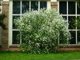 Naranja simulada: poda en otoño, diagrama de corte y reglas para principiantes, video