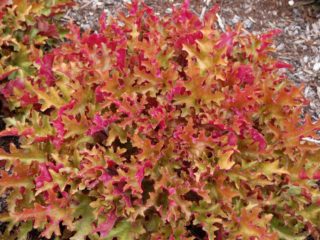 Heuchera Lime Marmalade: description and photo