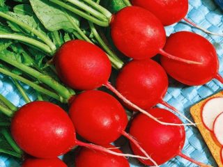 Rábanos en el alféizar de la ventana: cultivo en invierno, primavera, en un apartamento, en un balcón, en casa, siembra y cuidado.