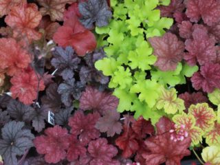 Heuchera: propagation by cuttings, division, leaves