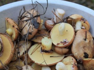 Cómo limpiar rápidamente boletus: después del bosque, para encurtir, reglas para limpiar hongos grandes y pequeños