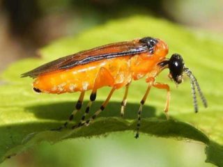 Piliatka egrešová: fotografie, kontrolné a preventívne opatrenia