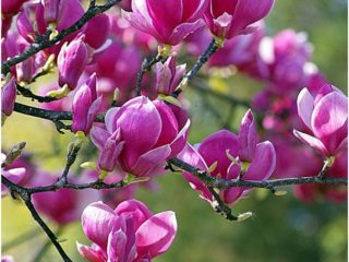 Magnolia Black Tulip: mrazuvzdornosť, fotografie, popis, recenzie