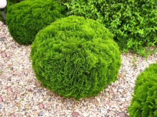 Thuja bulat (sfera, berbentuk bola, sfera): foto dalam reka bentuk landskap, penanaman dan penjagaan, memotong dengan bola
