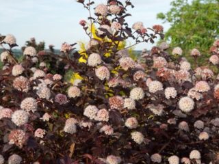 Lady in Red: descrição, plantio e cuidados