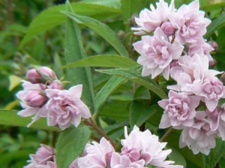 Deytsia Pink Pom Pom: fotos, críticas, descripción