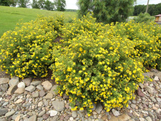 Arbusto Cinquefoil Goldfinger: descripción y foto.