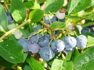 Bluejay blueberries: variety description, photos, reviews