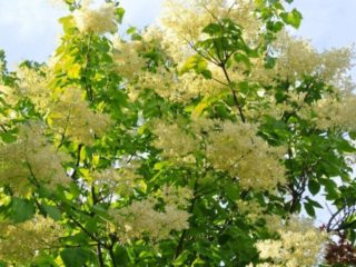 Amur lilac: fotografie a popisy odrôd, recenzie