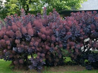 Koža Makrela Royal Purple: recenzie, fotografie, popis, zimná odolnosť