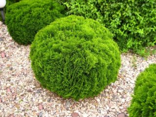 Thuja western Danica (Danica): foto y descripción, tamaño de una planta adulta