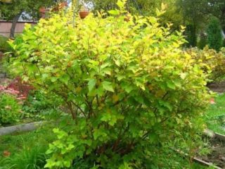 Listy luteus viburnum: fotografia a popis