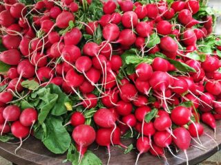 Cultivo de rábanos en bandejas para huevos (casetes)