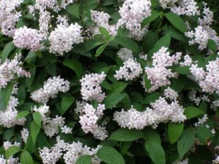 Arbusto Deutzia (deitsela): cuidado y plantación en los Urales, Siberia, momento, reproducción.