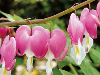 Dicentra: výsadba a starostlivosť na otvorenom priestranstve, rozmnožovanie