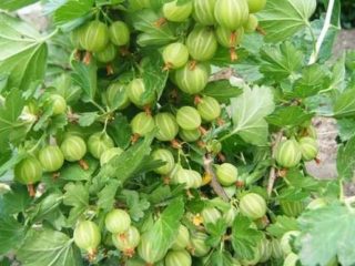 Gooseberry Green Rain: reviews, planting and care