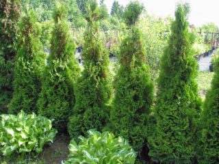Thuja dwarf Holmstrup: penerangan, foto, ulasan