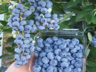 Blueberries Brigitta Blue: variety description, reviews, photos
