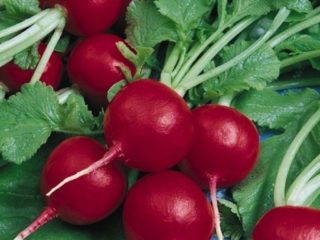 Rábano Diego F1: descripción, fotos, críticas