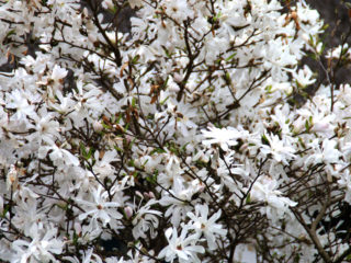 Magnolia stellata (star-shaped, stellata): Rosea, Royal Star, Vatelili, photo and description of varieties