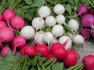 The best varieties of radishes for a greenhouse: reviews, photos, for Siberia, for the Moscow region, for the Urals, for the middle zone