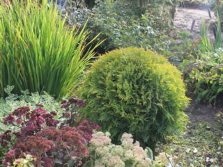 Thuja occidentalis Golden Globe: photos in landscape design