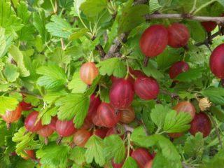 Gooseberry Masheka: reviews, planting and care