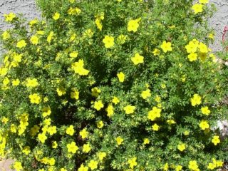 Cómo podar cinquefoil (té de Kuril) en otoño, primavera, momento, formación de arbustos