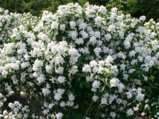 Chubushnik (jazmín) Komsomoletz: foto y descripción de la variedad, reseñas