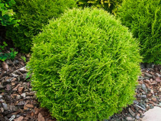 Thuja western Hoseri: photo and description