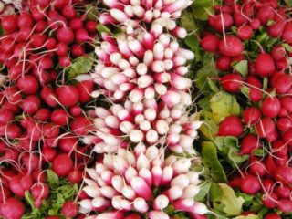 Semillas de rábano: las mejores variedades para campo abierto, para la región de Moscú, para Siberia, para las regiones.