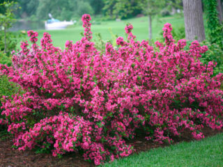 How to prune weigela: in spring, summer, after flowering, patterns, timing
