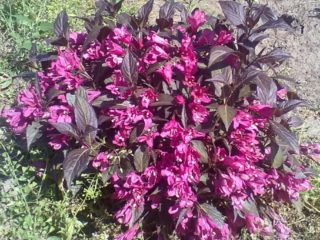 Weigela تتفتح Black Minor (Minor Black): زراعة ورعاية