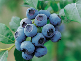 Highbush bosbes: fruit- en bessengewassen, groeikenmerken