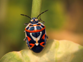 Radish leaves in a hole: what to do, how to process it, photos, preventive measures