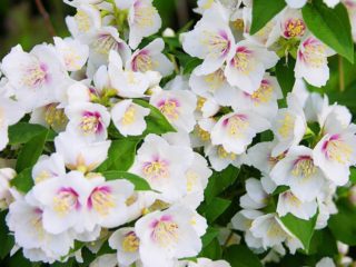 Mock oren (melati) Lemoine (Philadelphus Lemoinei): jenis, penanaman dan penjagaan