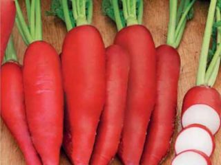 Red giant radish: description, photos, reviews