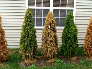 Feeding thuja in spring and summer: timing, rules