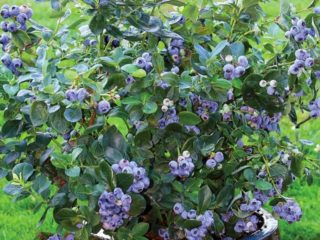 Blueberries in Siberia: planting and care in spring, growing features
