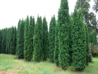 Thuja di Siberia: menanam, berkembang