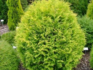 Thuja western Globosa: aurea, nana, zlato, glauca, fotografia v krajinnom dizajne