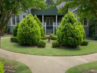 Transplanting thuja in autumn (spring) to a new place: timing, rules, step-by-step instructions