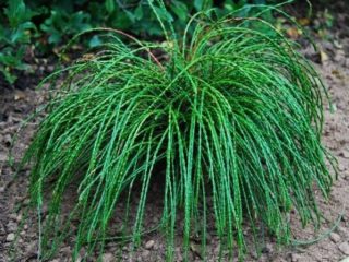 Thuja folded Vipcord (Whipcord): description, photos, reviews
